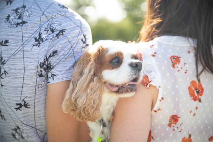 portrait du petit chien des futurs mariés